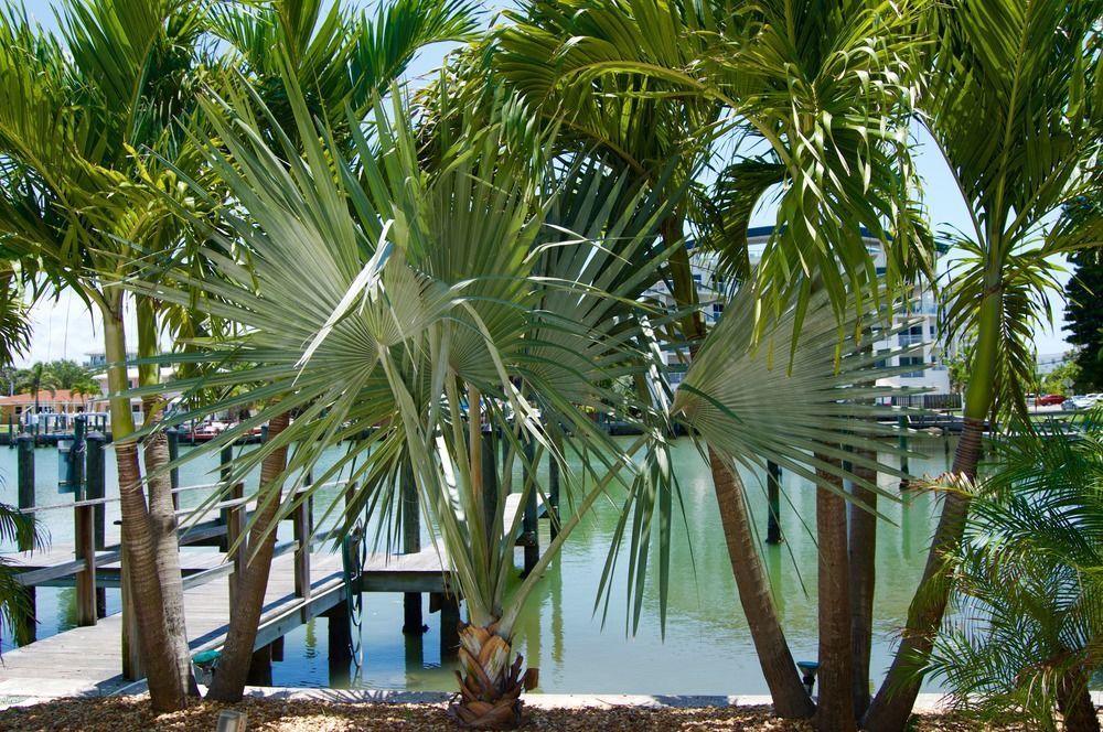 Sta N Pla Motel Clearwater Beach Εξωτερικό φωτογραφία